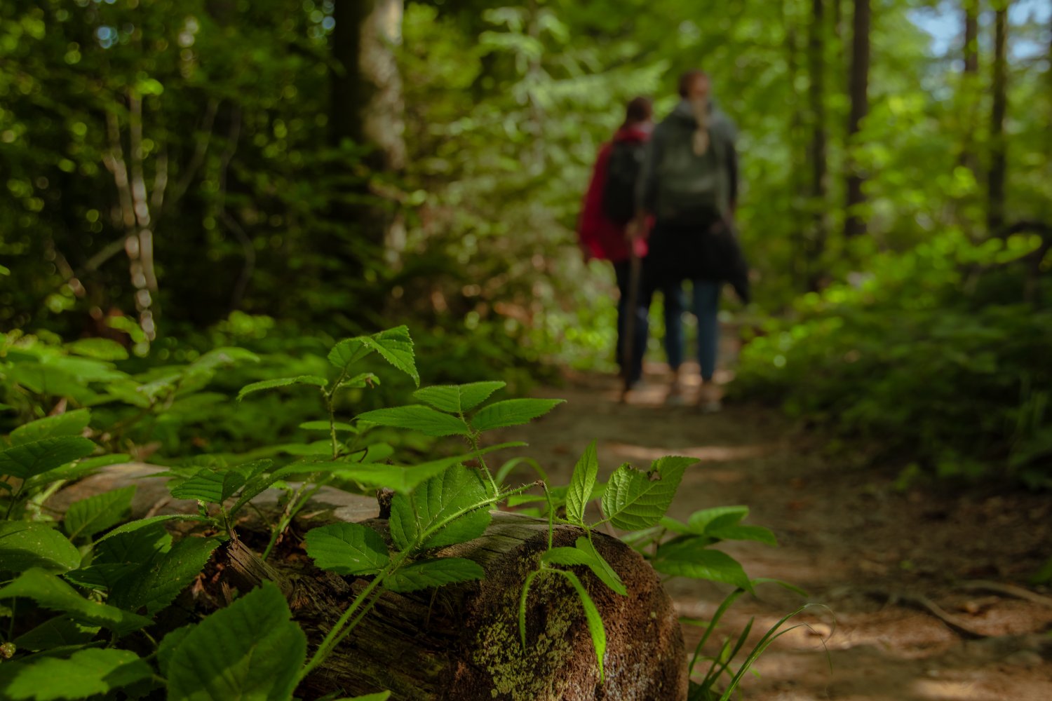 Auf diesem Bild sind zwei Menschen zu sehen, die einen Waldweg entlang wandern. Rundherum sind Bäume und vorne, präsent im Bild zu sehen, Äste mit Blättern.