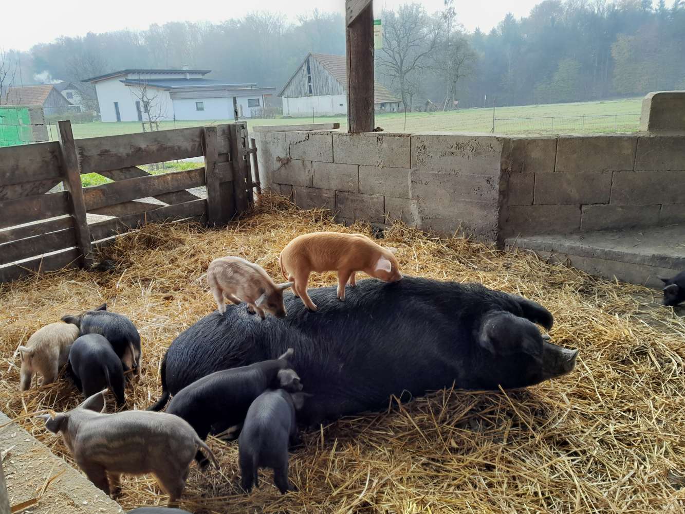 Straden: Regional und Bio zuerst!